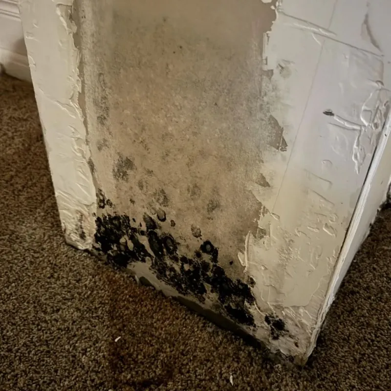 Professional Mold Removal in Jones Creek, TX